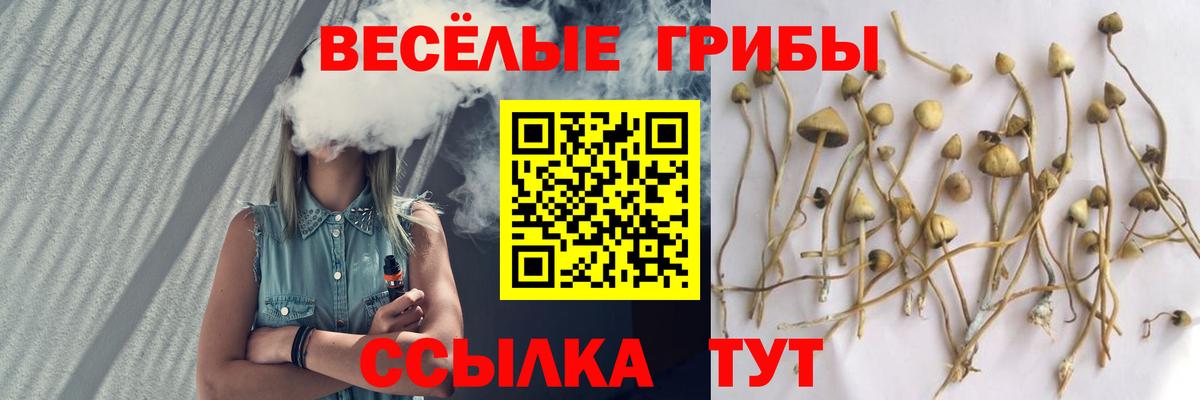 Псилоцибиновые грибы Cubensis Кандалакша